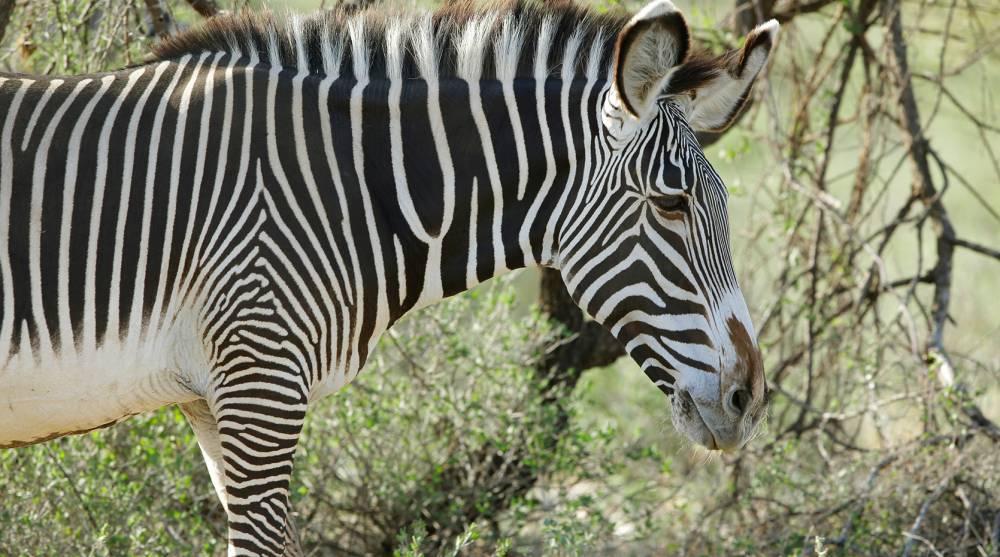Saving Grevy's zebras